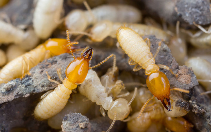Termite inspections