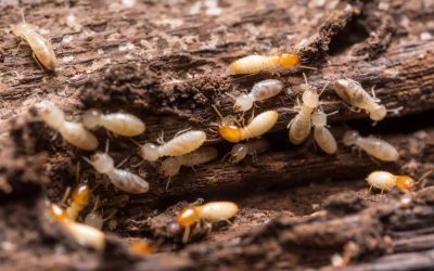 4 Ways to Get Rid of Termites in the Home
