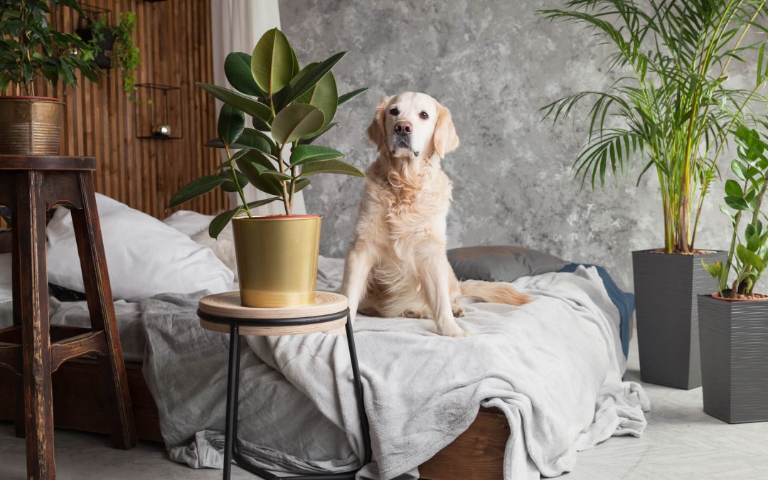 Pet-Friendly Plants for a Safe and Beautiful Home