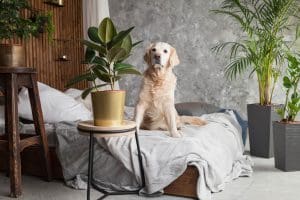 pet-friendly plants