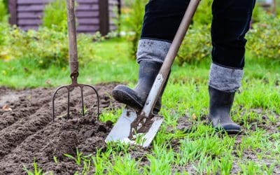 7 Basic Tips to Help You Prepare Your Garden for Spring