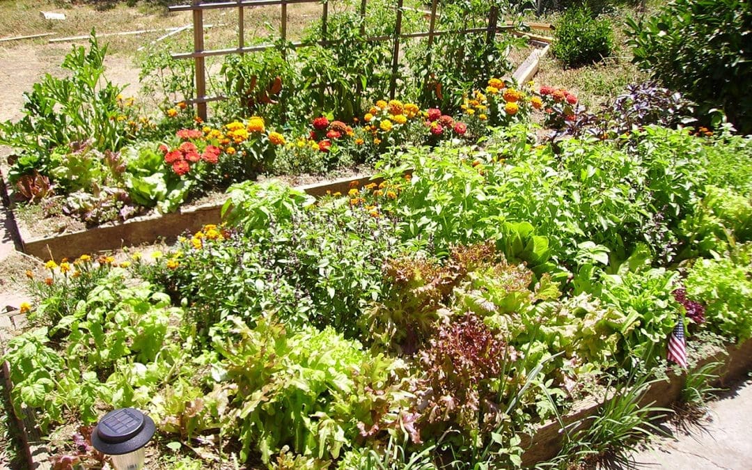 Help Your Garden Survive Summer