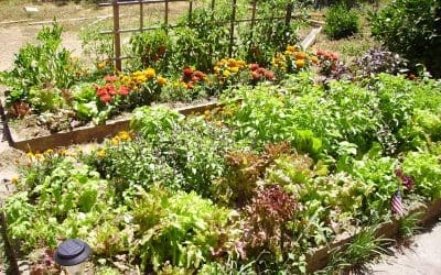Beat the Heat: Practical Ways to Help Your Garden Survive Summer